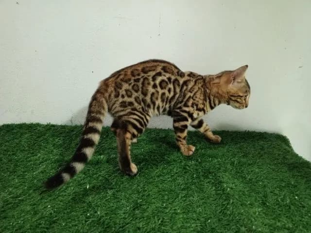 เบงกอล