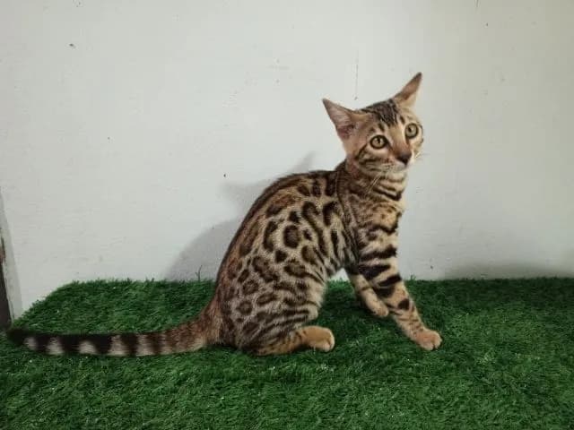 เบงกอล