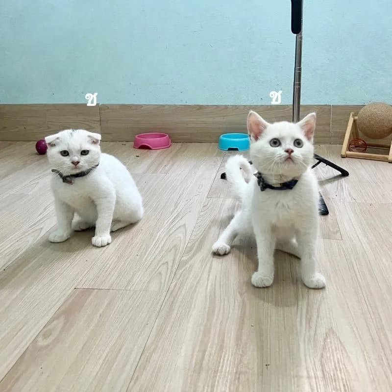 สก็อตติสโฟล