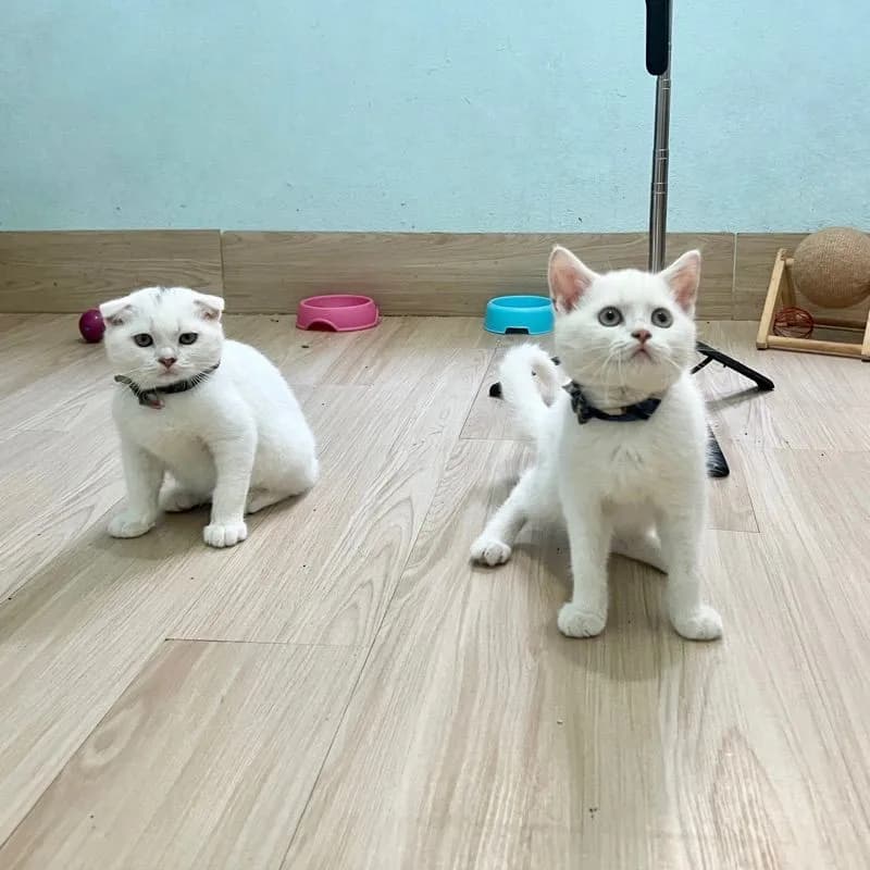 สก็อตติสโฟล