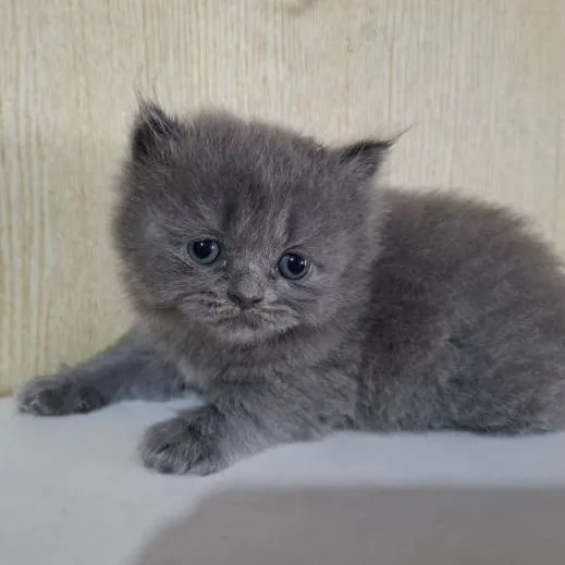 ลูกแมวบริติช