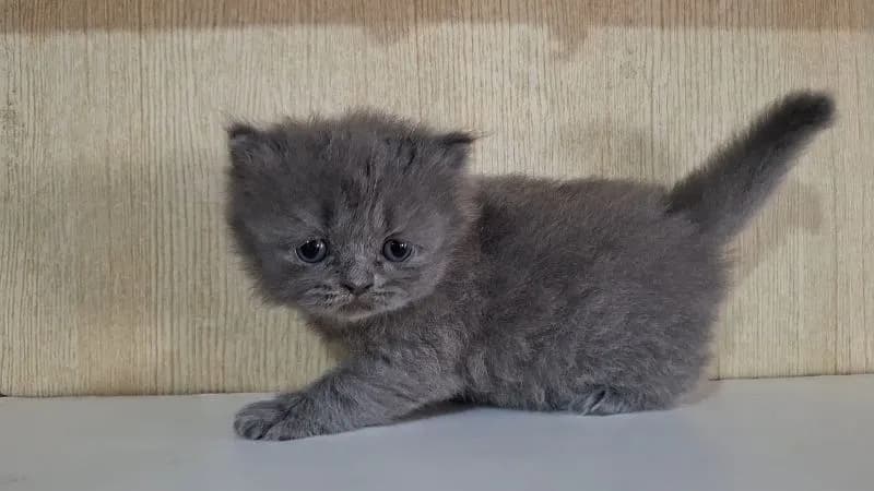ลูกแมวบริติช