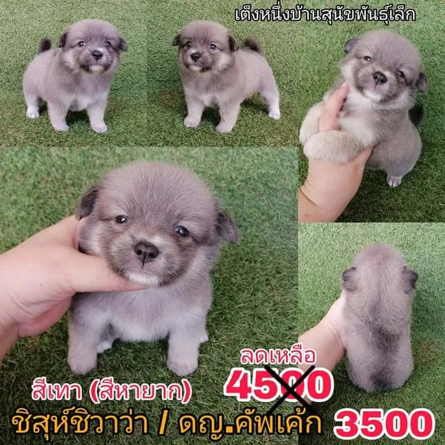ด่วน !! ปกติ 4500 ลดเหลือเริ่ม 3500 ชิสุห์ผสมชิวาว่า พร้อมย้าย