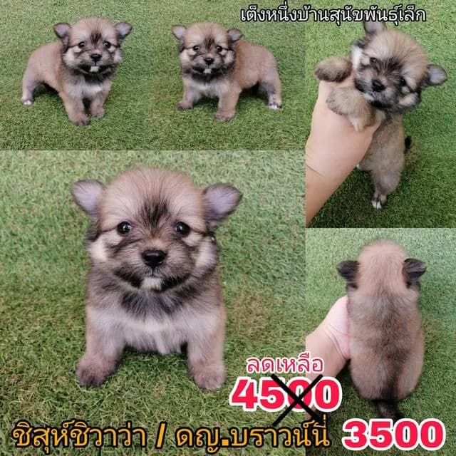 ด่วน !! ปกติ 4500 ลดเหลือเริ่ม 3500 ชิสุห์ผสมชิวาว่า พร้อมย้าย