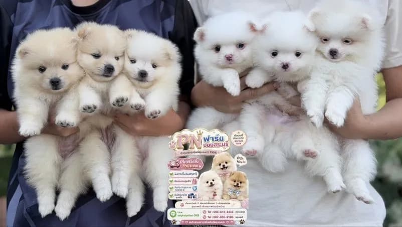 ปอมแท้ราคาถูก