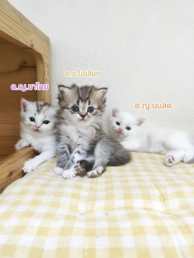 สก็อตติช แบ่งเลี้ยงค่ะ