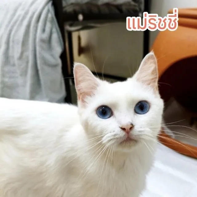 สก็อตติช แบ่งเลี้ยงค่ะ