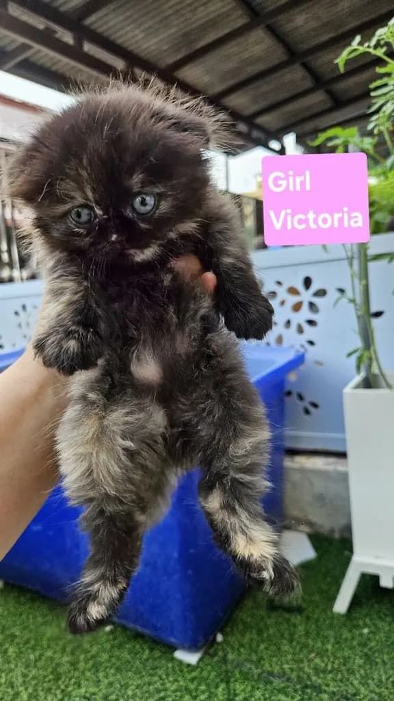 สาวน้อยลายกระดองเต่า หูพับหน้ากลมขนฟูแน่น