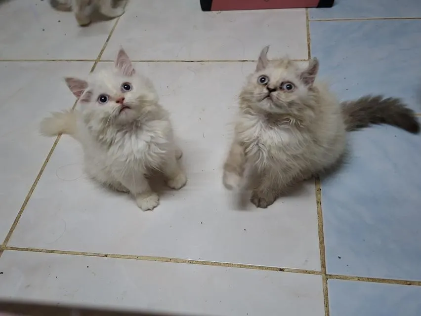 เปอร์เซียผสมอเมริกันเคิร์ล