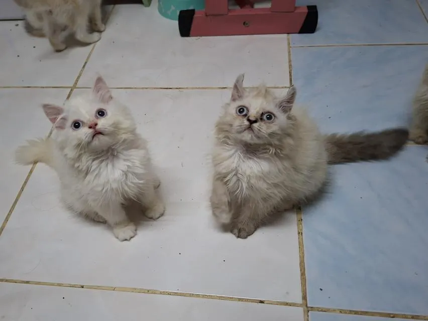 เปอร์เซียผสมอเมริกันเคิร์ล