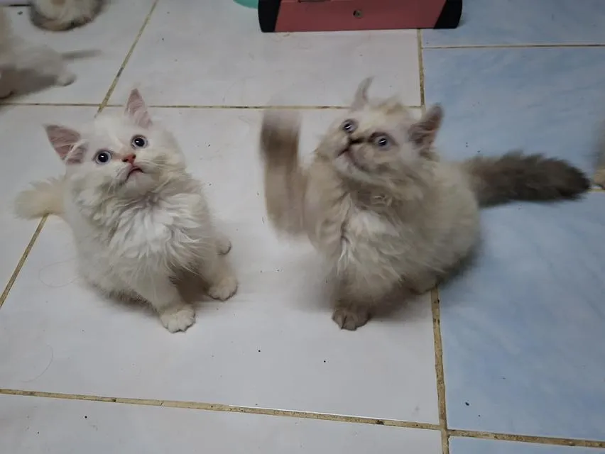 เปอร์เซียผสมอเมริกันเคิร์ล