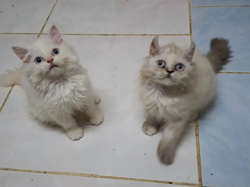 เปอร์เซียผสมอเมริกันเคิร์ล