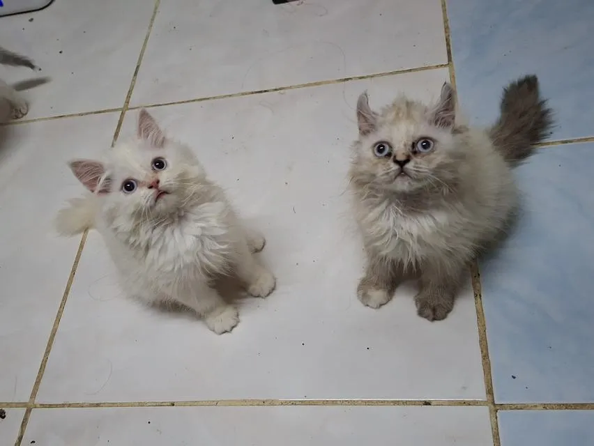 เปอร์เซียผสมอเมริกันเคิร์ล