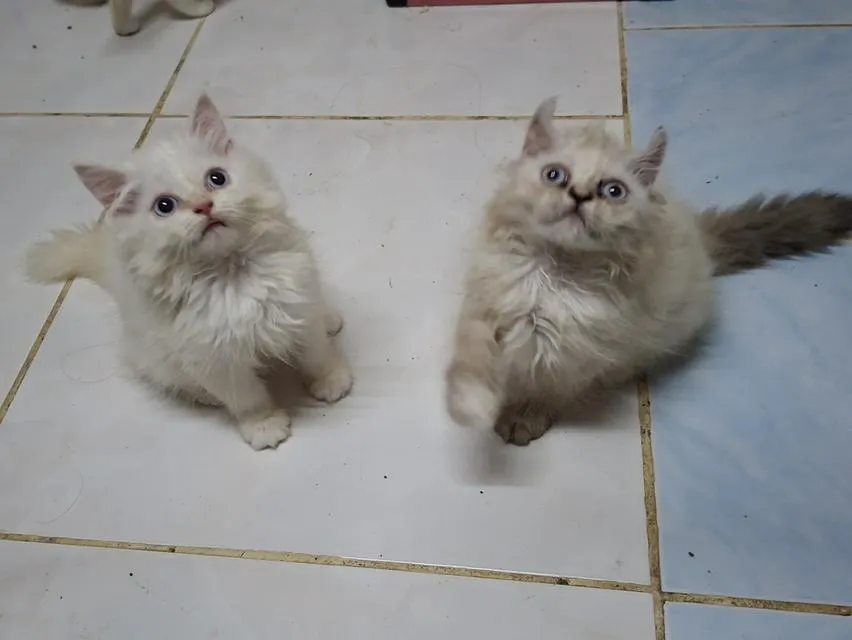 เปอร์เซียผสมอเมริกันเคิร์ล