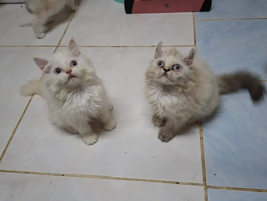 เปอร์เซียผสมอเมริกันเคิร์ล