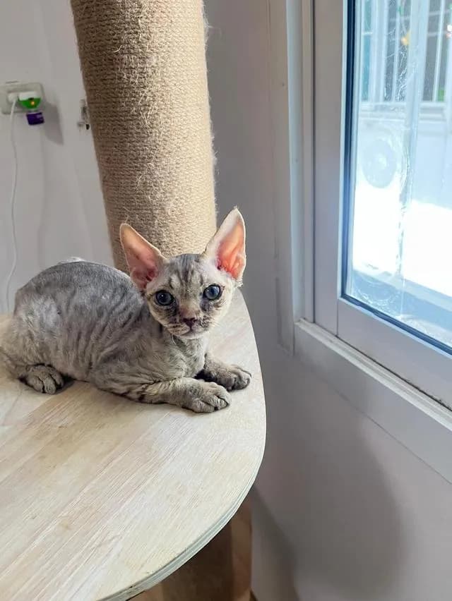 Devon Rex แมวขนหยิกขี้อ้อน