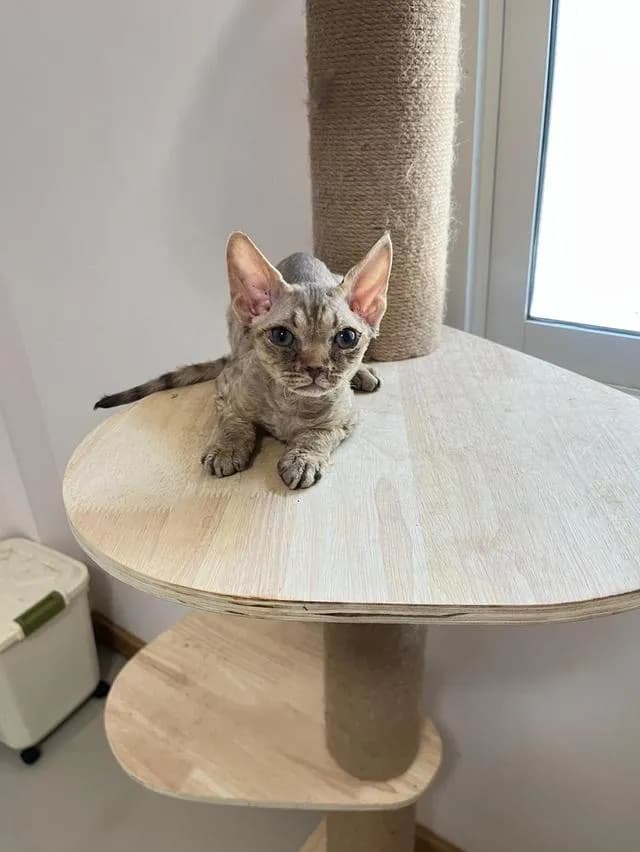 Devon Rex แมวขนหยิกขี้อ้อน