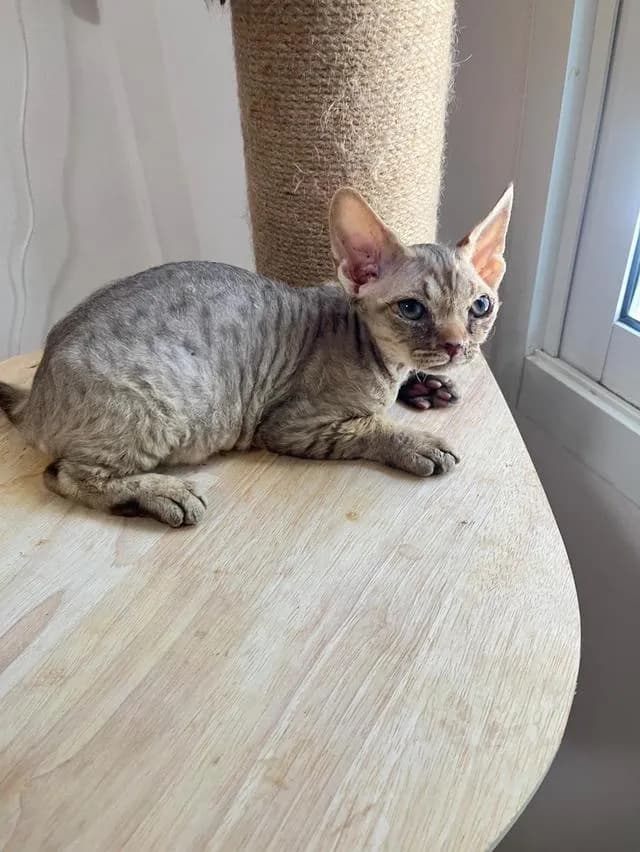 Devon Rex แมวขนหยิกขี้อ้อน