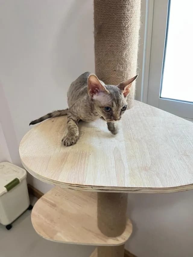 Devon Rex แมวขนหยิกขี้อ้อน
