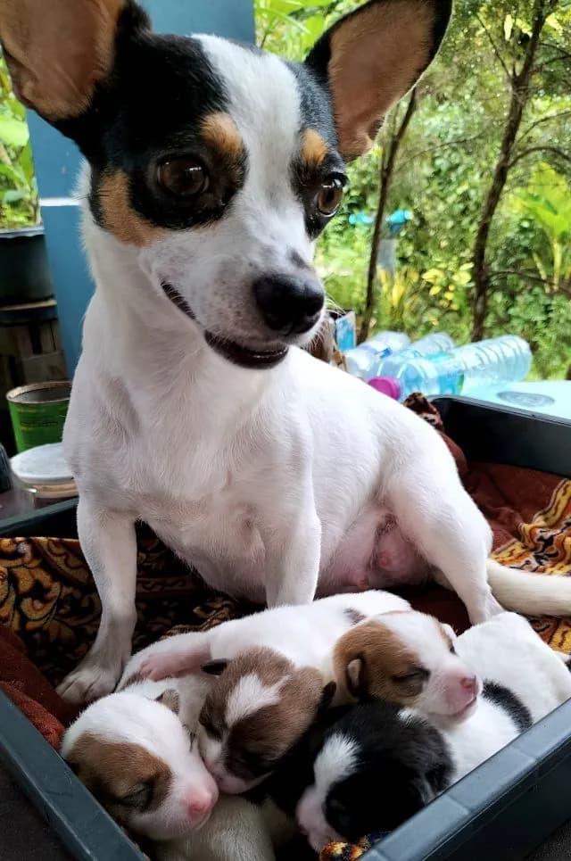 ลูกสุนัขชิวาวาขนสั้นแท้