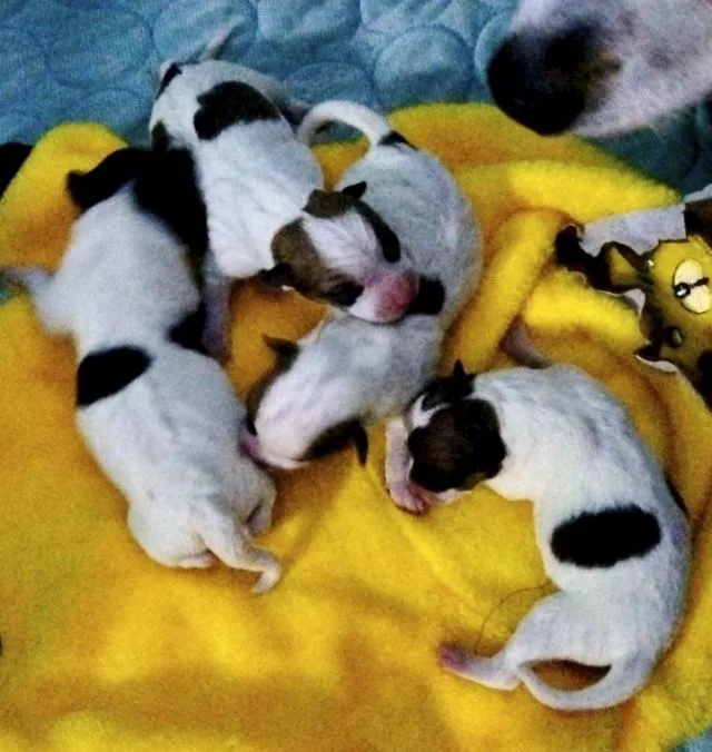 ลูกสุนัขชิวาวาขนสั้นแท้