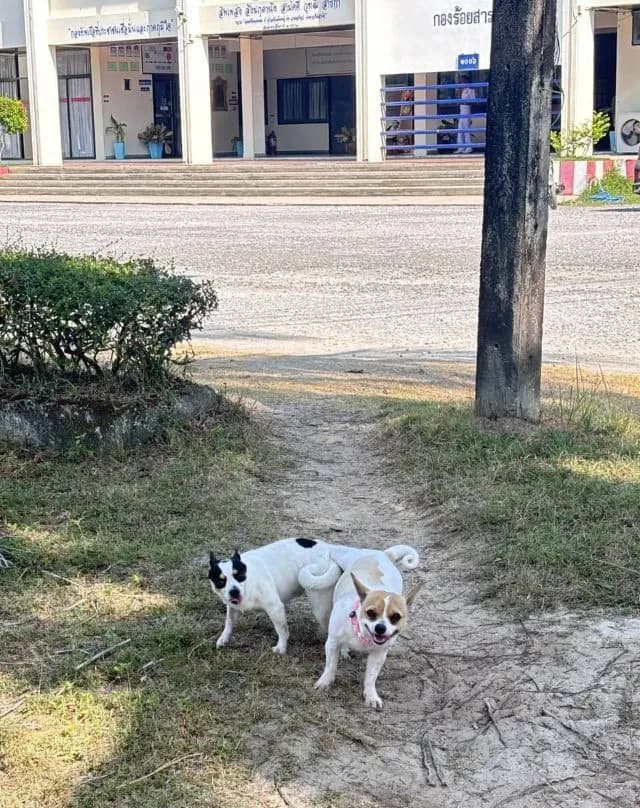 ลูกสุนัขชิวาวาขนสั้นแท้