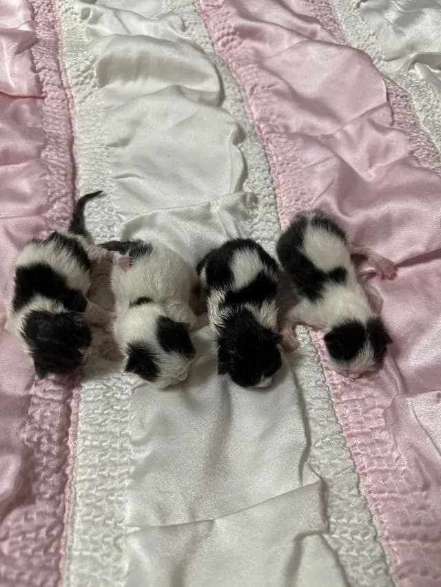 ลูกแมว ลายวัวขาวดำ ขาสั้น2ยาว2
