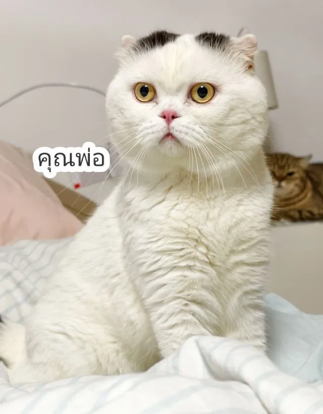 ลูกแมว ลายวัวขาวดำ ขาสั้น2ยาว2