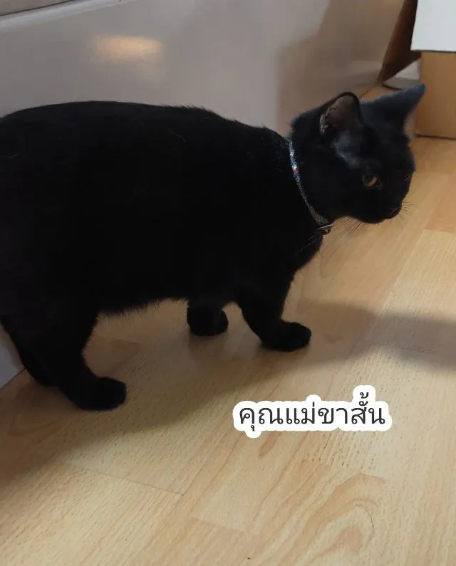 ลูกแมว ลายวัวขาวดำ ขาสั้น2ยาว2
