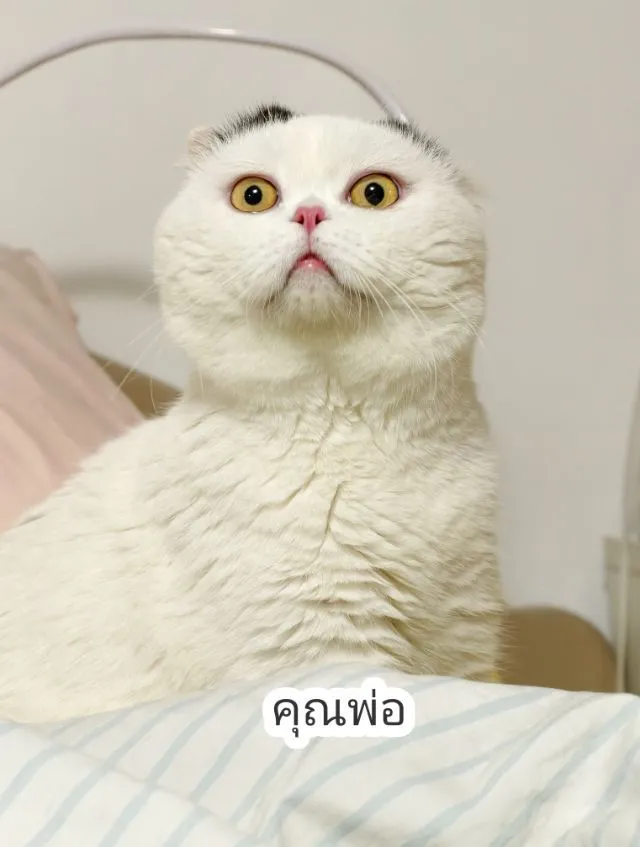 ลูกแมว ลายวัวขาวดำ ขาสั้น2ยาว2