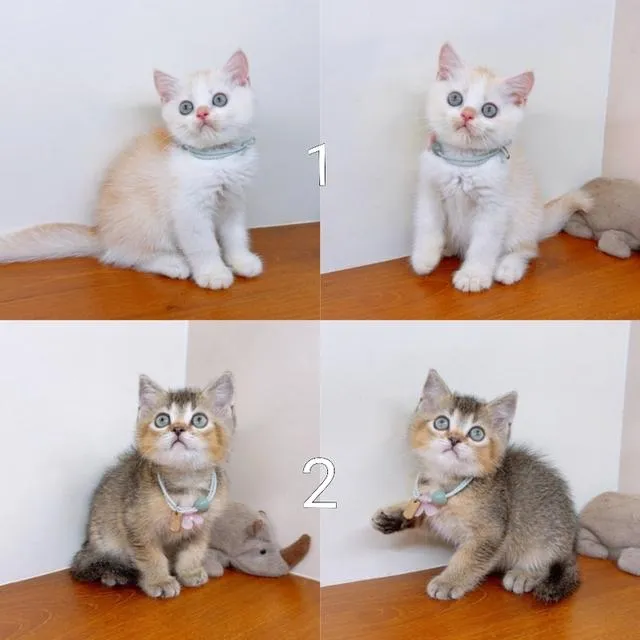 แมวสก๊อตติสโฟร์ สายพันธุ์แท้