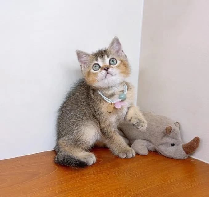 แมวสก๊อตติสโฟร์ สายพันธุ์แท้