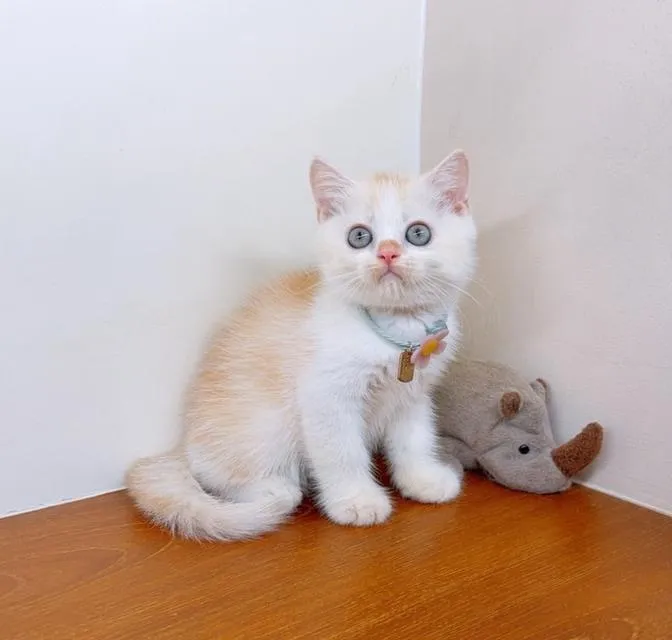 แมวสก๊อตติสโฟร์ สายพันธุ์แท้
