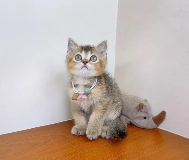 แมวสก๊อตติสโฟร์ สายพันธุ์แท้