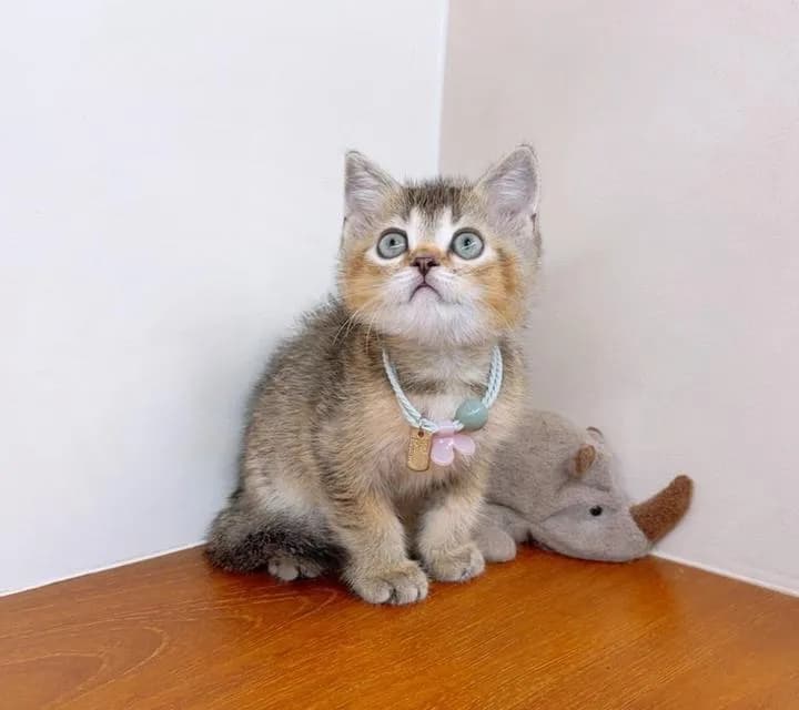 แมวสก๊อตติสโฟร์ สายพันธุ์แท้