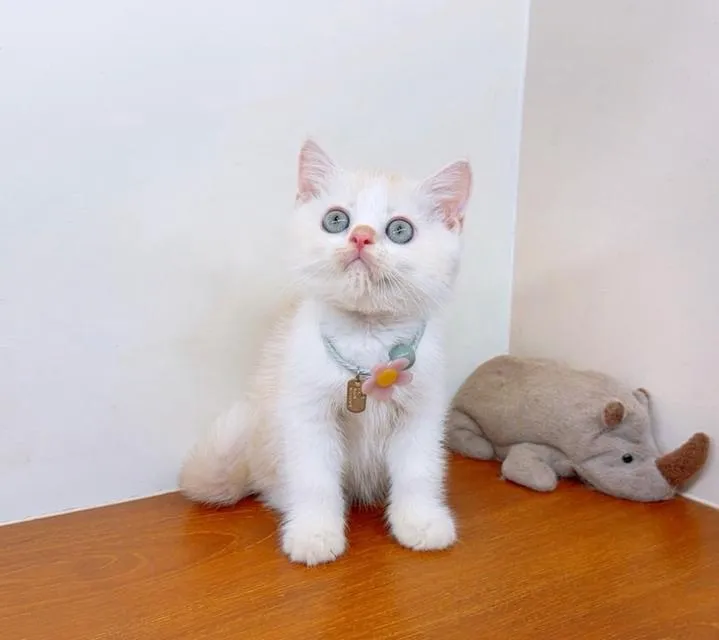 แมวสก๊อตติสโฟร์ สายพันธุ์แท้