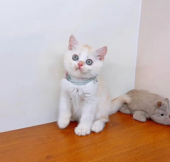 แมวสก๊อตติสโฟร์ สายพันธุ์แท้