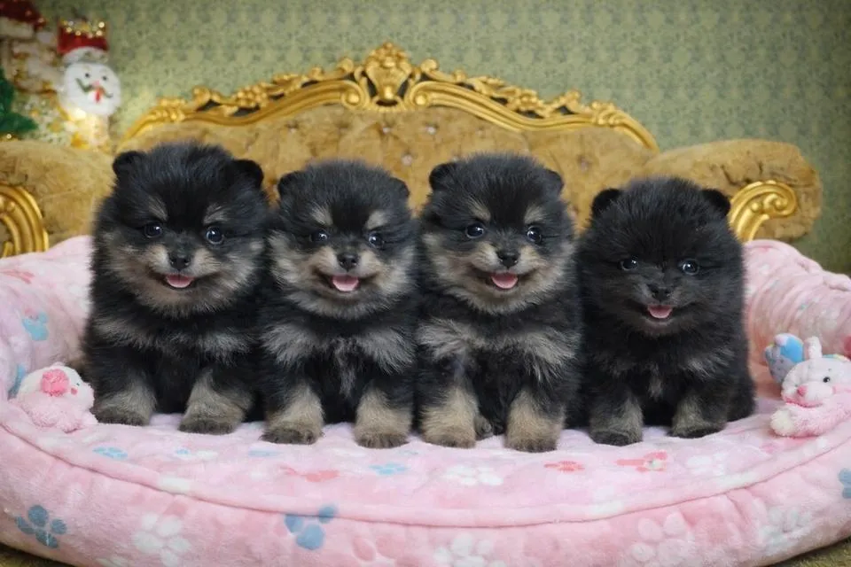 ปอมเมอเรเนียรแท้ พร้อมย้ายบ้าน