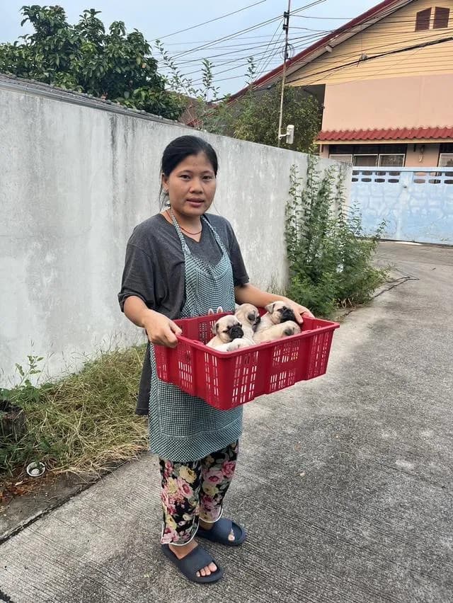 ลูกสุนัขพันธุ์ปั๊กลูกหมาพันธุ์ปั๊กอายุ 45 ถึง 60 วันสายเลือดแท้