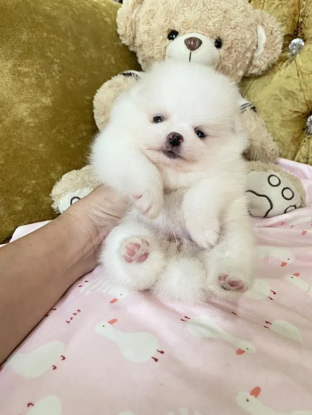 ขายลูกปอมแท้ สนใจสอบถามได้ค่ะ