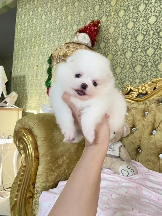 ขายลูกปอมแท้ สนใจสอบถามได้ค่ะ