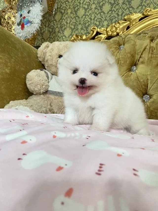ขายลูกปอมแท้ สนใจสอบถามได้ค่ะ