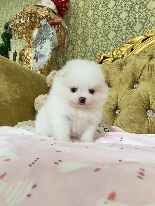 ขายลูกปอมแท้ สนใจสอบถามได้ค่ะ
