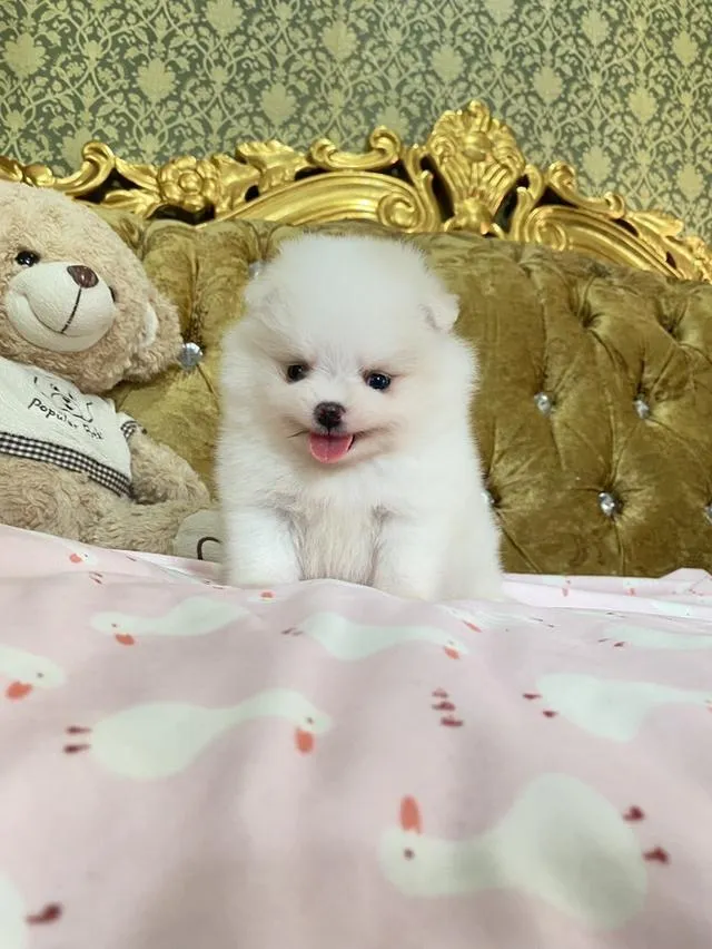 ขายลูกปอมแท้ สนใจสอบถามได้ค่ะ