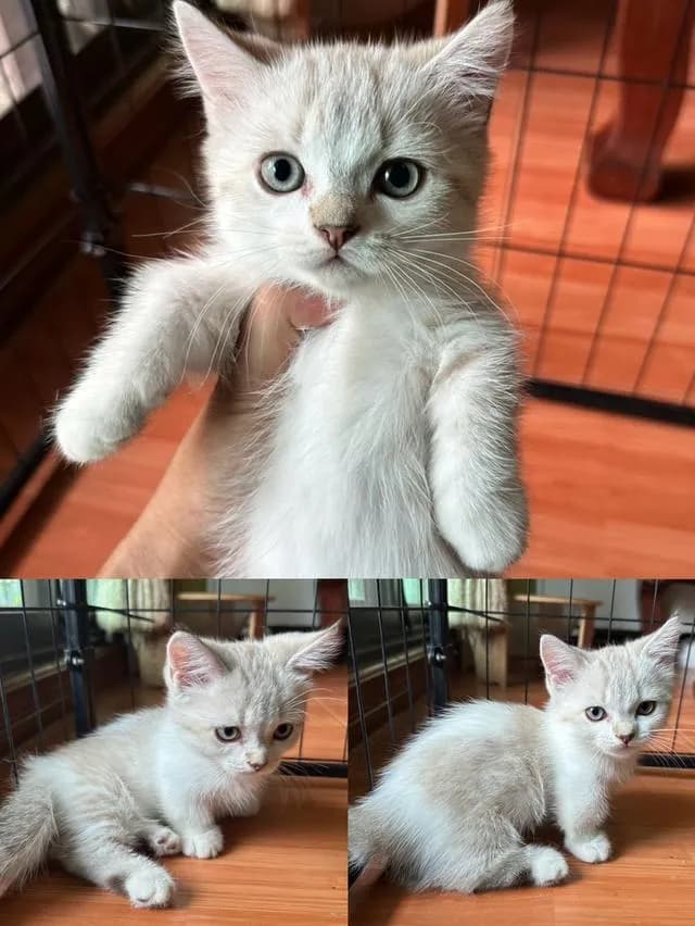 แมวมัชกิ้นขาสั้นหูตั้ง