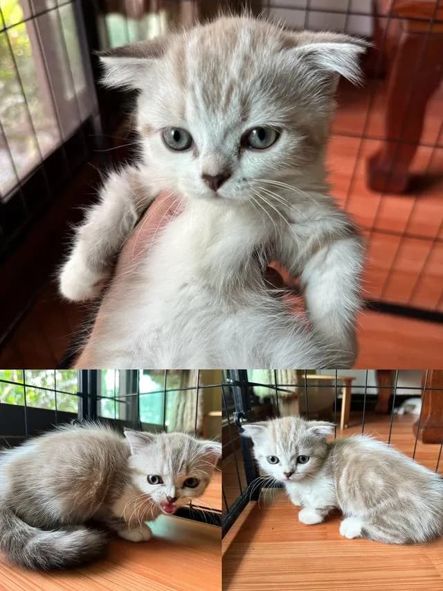 แมวมัชกิ้นขาสั้นหูตั้ง