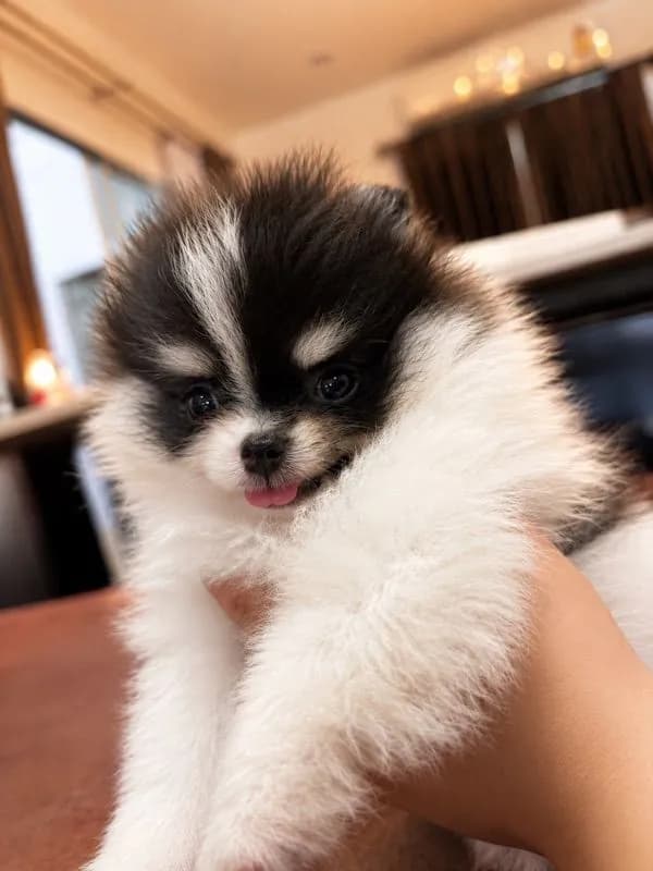 ปอมเมอเรเนียน (Pomeranian)