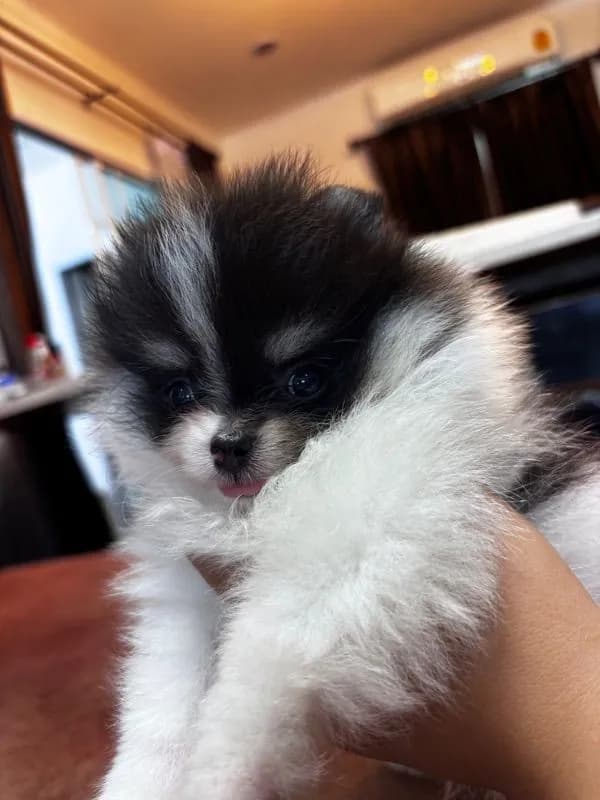 ปอมเมอเรเนียน (Pomeranian)