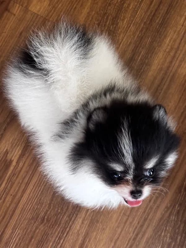 ปอมเมอเรเนียน (Pomeranian)