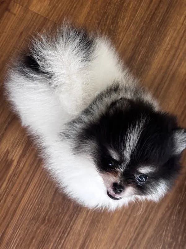 ปอมเมอเรเนียน (Pomeranian)